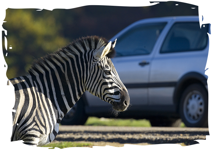 zebre safari